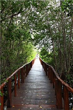 soi cau dau duoi