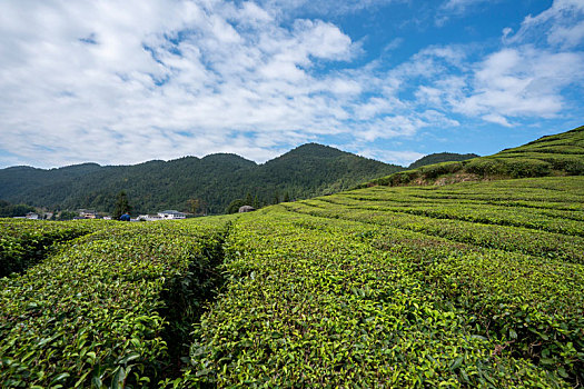 lo kep bach thu