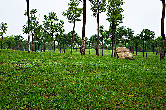 soi cau bach thu binh dinh